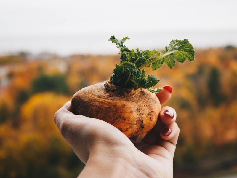 ТВОЙПРОДУКТ: Доктор Репка