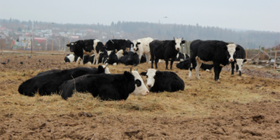 ТВОЙПРОДУКТ: Фермерство как философия жизни. Фёдор Корнев о текущем положении дел и планах на 2018 год