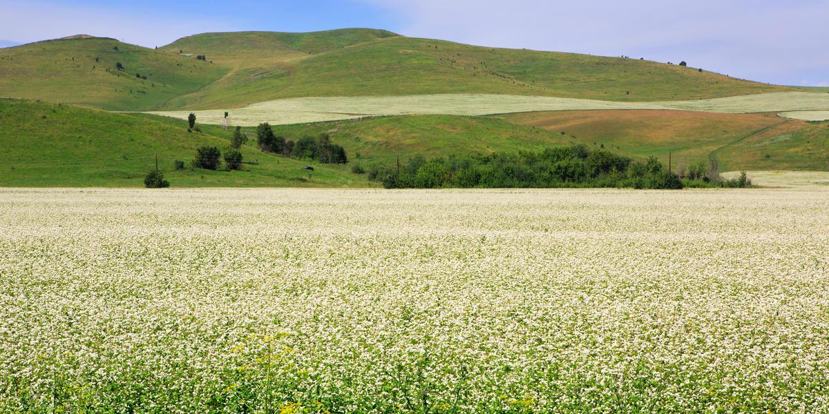 ТВОЙПРОДУКТ: …где пчелы в гречневом покое