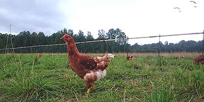 ТВОЙПРОДУКТ: В России набирает обороты разведение животных по технологии Free range